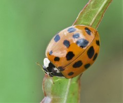Harmonia axyridis