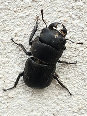 Dorcus parallelipipedus