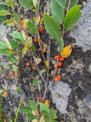 Cotoneaster uniflorus