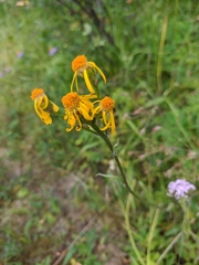 Tephroseris integrifolia