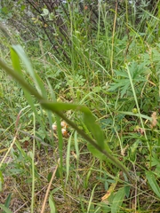 Tephroseris integrifolia
