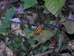 Pantoporia paraka