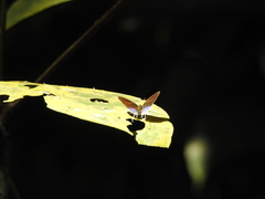 Drupadia ravindra moorei