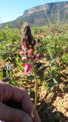 Indigofera intermedia