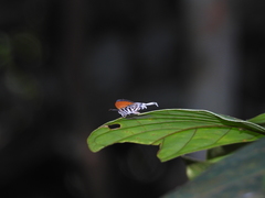 Drupadia ravindra moorei