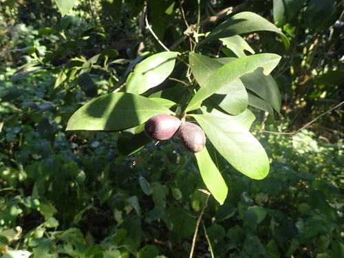 Acokanthera oblongifolia, photograph 4