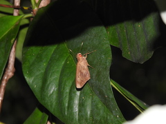 Erionota acroleuca apicalis