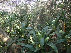 Dracaena aletriformis
