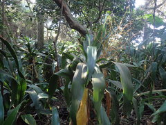 Dracaena aletriformis