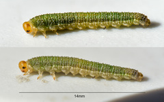 Nematinus luteus