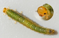 Nematinus luteus