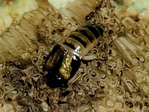 Oxyporus vittatus