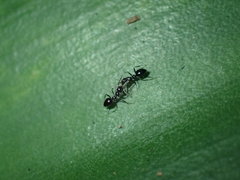 Lepisiota capensis