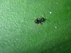 Lepisiota capensis