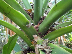 Lepisiota capensis