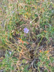 Geranium pseudosibiricum