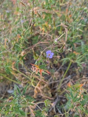 Geranium pseudosibiricum