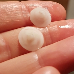 Calyptraea chinensis