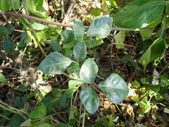 Rhoicissus rhomboidea