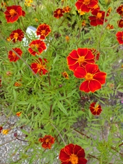 Tagetes lunulata