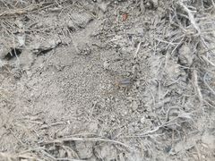 Mesobuthus thersites