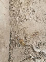 Mesobuthus thersites