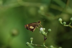 Oriens paragola