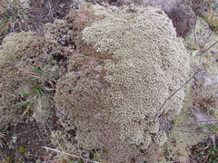 Pimelea sericeovillosa pulvinaris