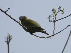 Treron phoenicopterus