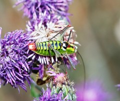 Poecilimon thoracicus