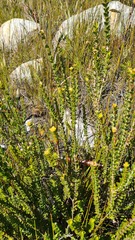 Penaea cneorum cneorum