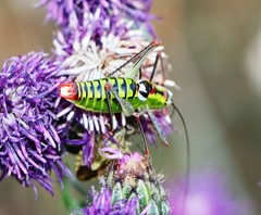 Poecilimon thoracicus