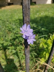 Cichorium intybus
