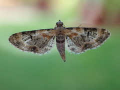 Eupithecia pulchellata