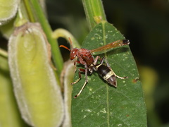 Polistes brunus