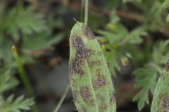 Ramularia sphaeroidea