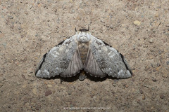 Stauroplitis accomodus