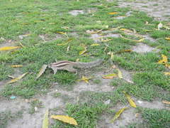 Funambulus pennantii