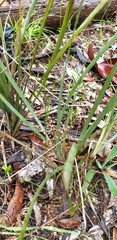 Lomandra effusa