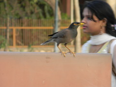 Acridotheres tristis