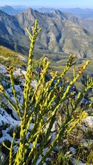 Liparia hirsuta