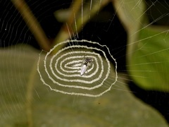 Cyclosa confraga