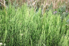 Equisetum palustre