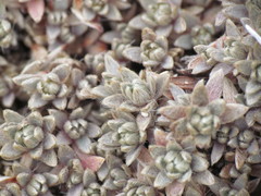 Pimelea sericeovillosa pulvinaris