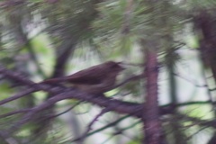 Phoenicurus phoenicurus