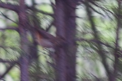 Phoenicurus phoenicurus