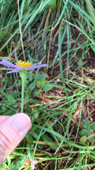 Aster alpinus