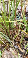 Lomandra effusa