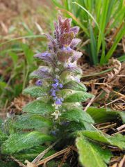 Ajuga pyramidalis