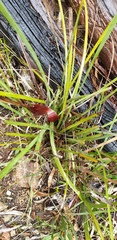 Lomandra effusa
